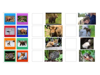 животные и их детёныши