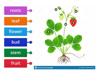 Parts of a plant