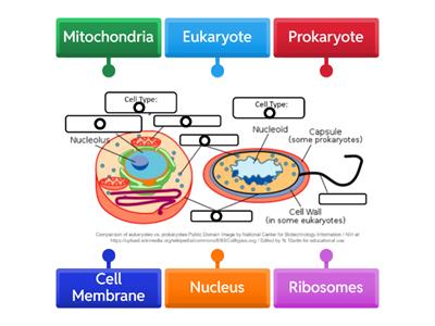 Prokaryote vs Eukaryote Labeling