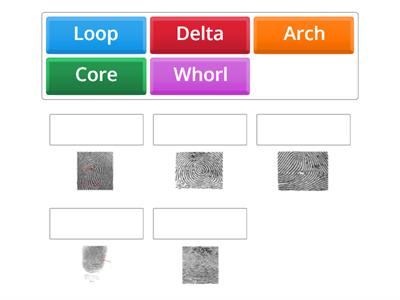 Fingerprint Review