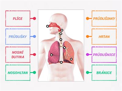  DÝCHACÍ SOUSTAVA 5.ROČNÍK