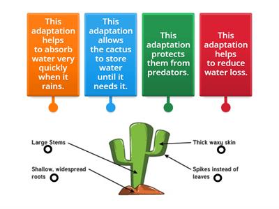 Label the Cactus Adaptation