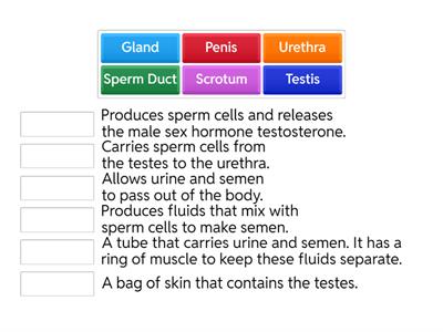 Male Reproductive System / 