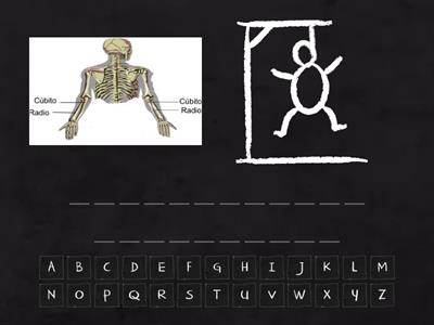 IDENTIFIQUE LAS PARTES DEL SISTEMA ESQUELÉTICO