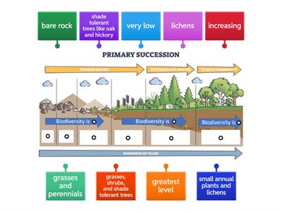 Primary Succession