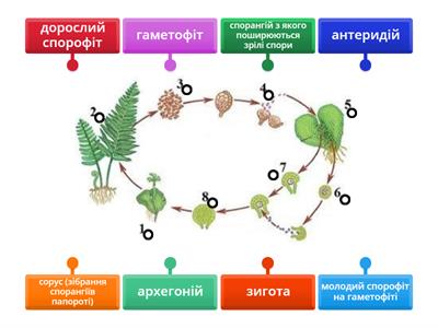 Життєвий цикл щитника чоловічого