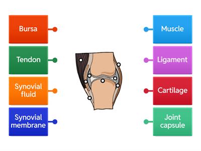 Synovial joint (Generic)