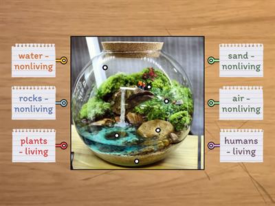 Living and Nonliving Things in a Terrarium (Grade 1 Science)