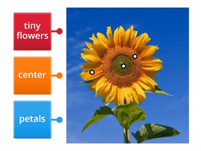 Parts of a Sunflower Flower