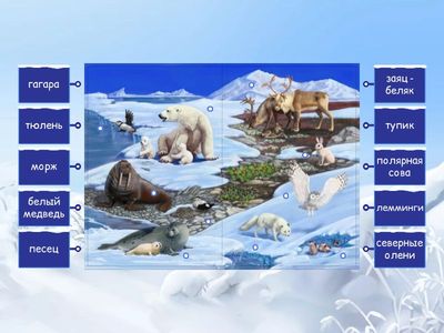 Животные севера 