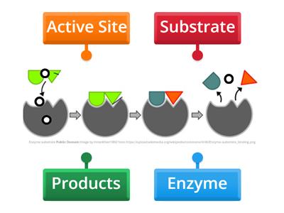 Enzyme Substrate Complex Labeling