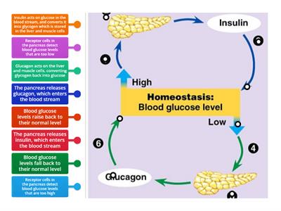 Control of blood glucose levels