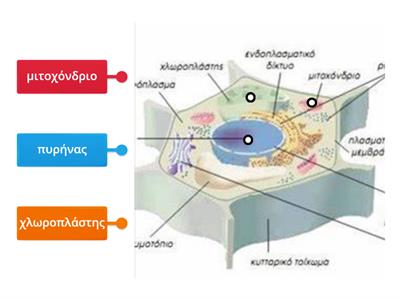 Κύτταρο