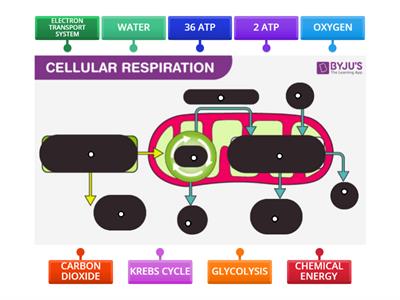 CELLULAR RESPIRATION