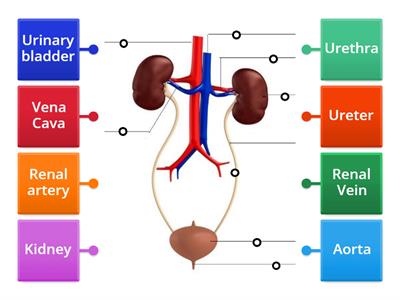 Excretory system