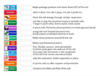 Cell Organelles