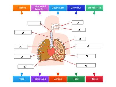 The Respiratory System