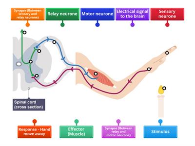 Nervous System - Reflex Arc