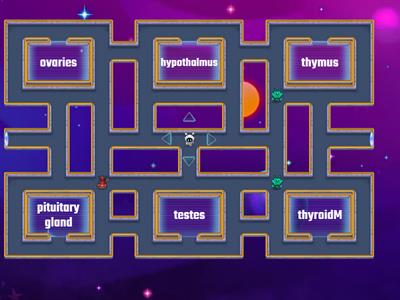 Endocrine System Vocabulary