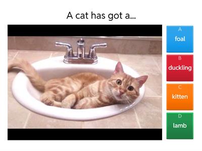 Bugs Team 2 Unit 2 Baby farm animals