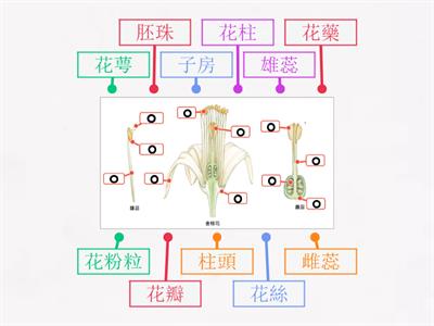 CH2-3_花的構造-金桔花