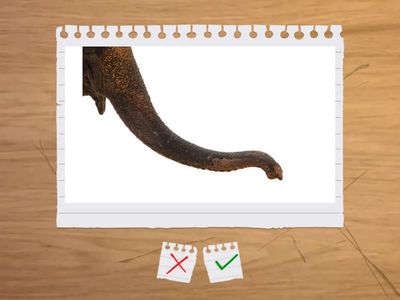 Flora and fauna_Upper-Intermediate