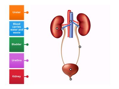 Urinary System