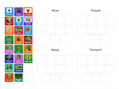 Вищі спорові рослини