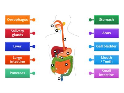 Digestive System Labelling