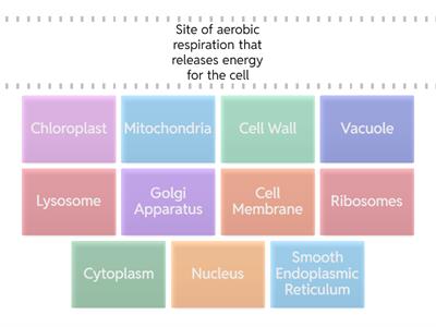 Cell Structure & Function