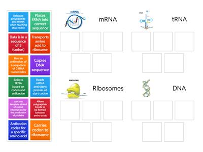 Protein Synthesis key steps