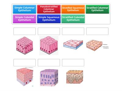 Epithelial Tissue quiz
