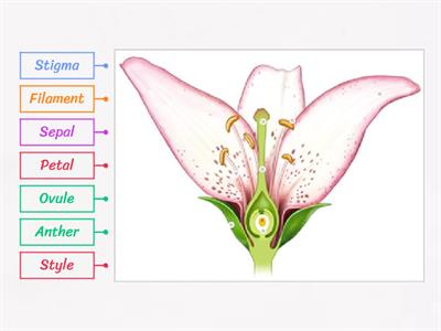 Flowering Plant Reproduction