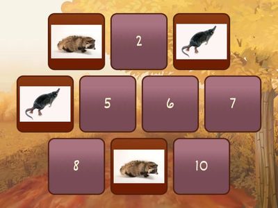 Звериное мемори 
