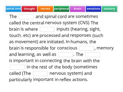 The Nervous System  - Components 