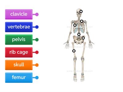 Skeletal System