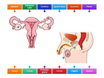 KS3 Reproductive System