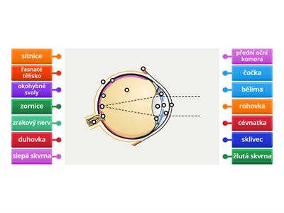 Ústrojí zraku - oko