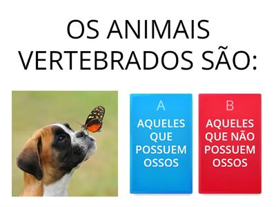 ANIMAIS VERTEBRADOS E ANIMAIS INVERTEBRADOS