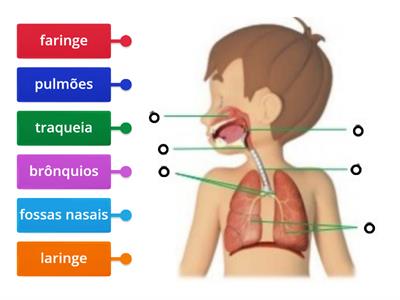 Sistema respiratório