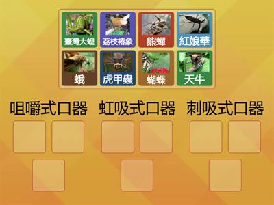 昆蟲的口器