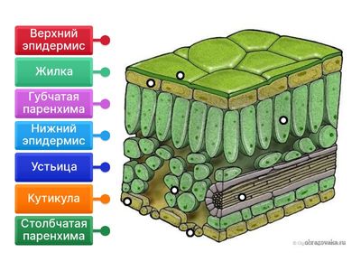 Внутреннее строение листа