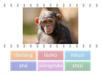 Легкий китайский 2. Животные.