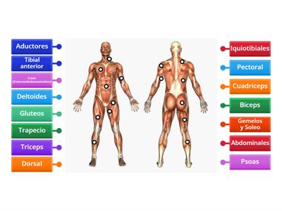 Músculos del Cuerpo