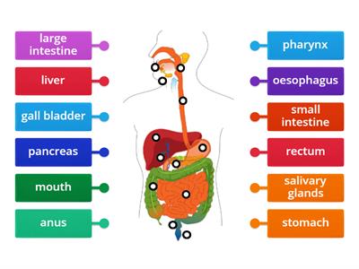 The Digestive System