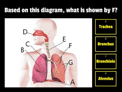 HUMAN RESPIRATORY SYSTEM