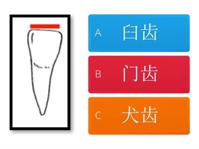 三年级科学 - 认识牙齿