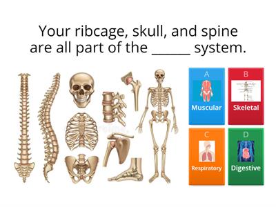 Muscular and Skeletal System Quiz