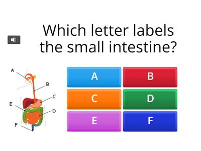 Digestion Quiz 