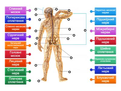 Нервова система людини